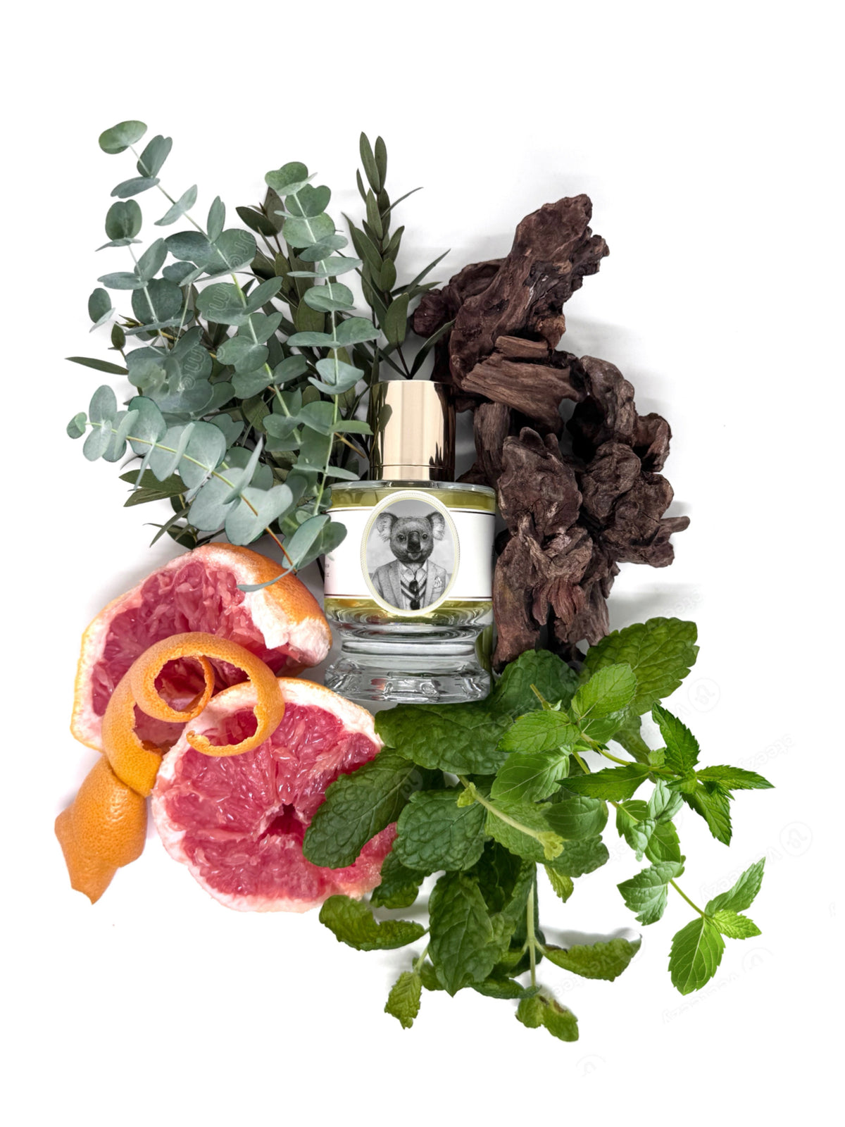 Zoologist Koala Joey Edition extrait de parfum