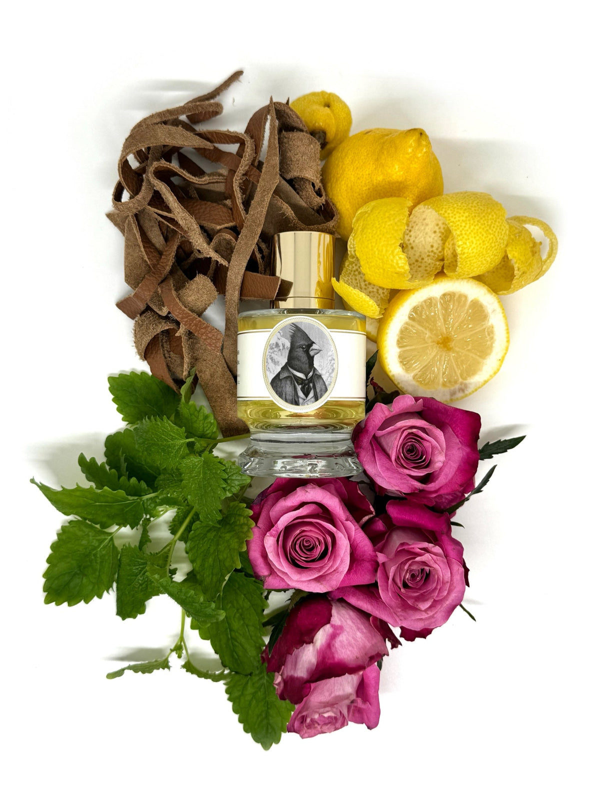 Zoologist Northern Cardinal extrait de parfum